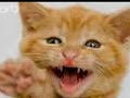 Funny Animals and Baby faces