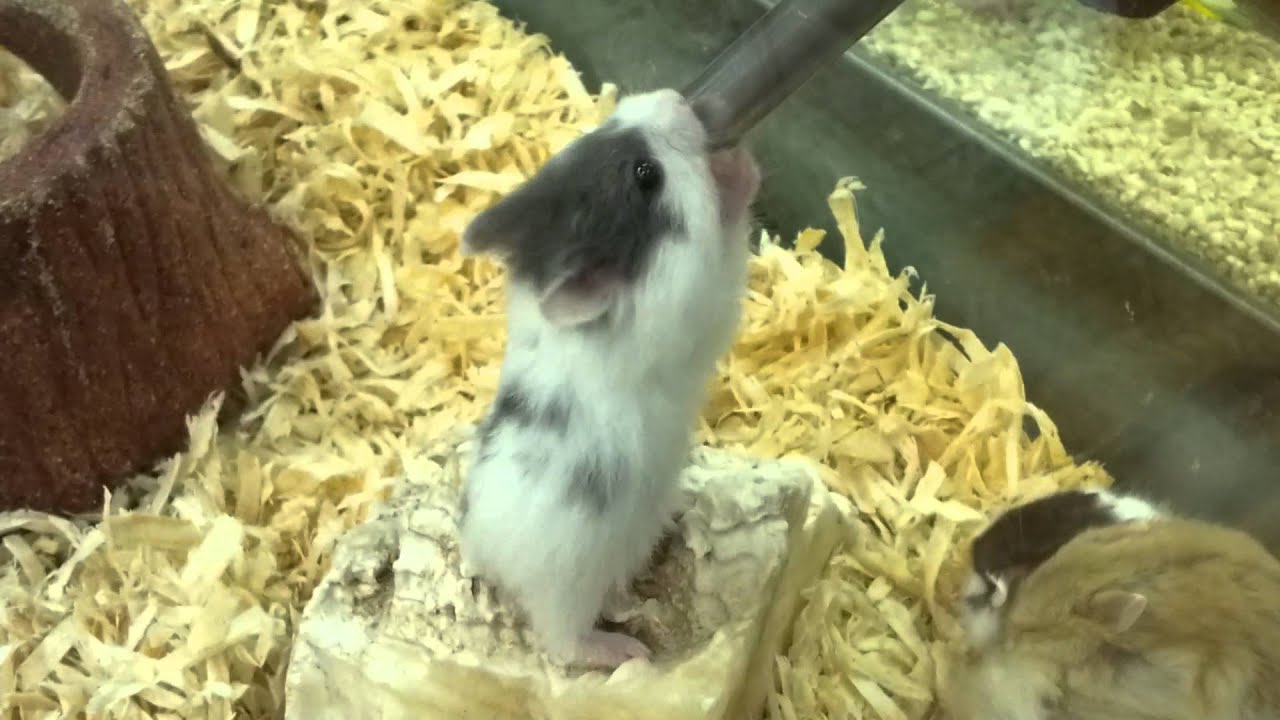 Dwarf hamsters fighting at Pet Supermarket YouTube