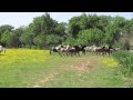 Chevaux dans les cantonades - Ranch les Gaillardels, Portiragnes
