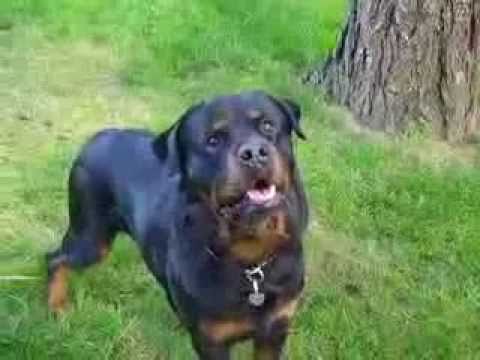 rottweiler traits about rottweiler puppies characteristics rottweilervideos rottweiler traits about rottweiler puppies characteristics rottweilervideos