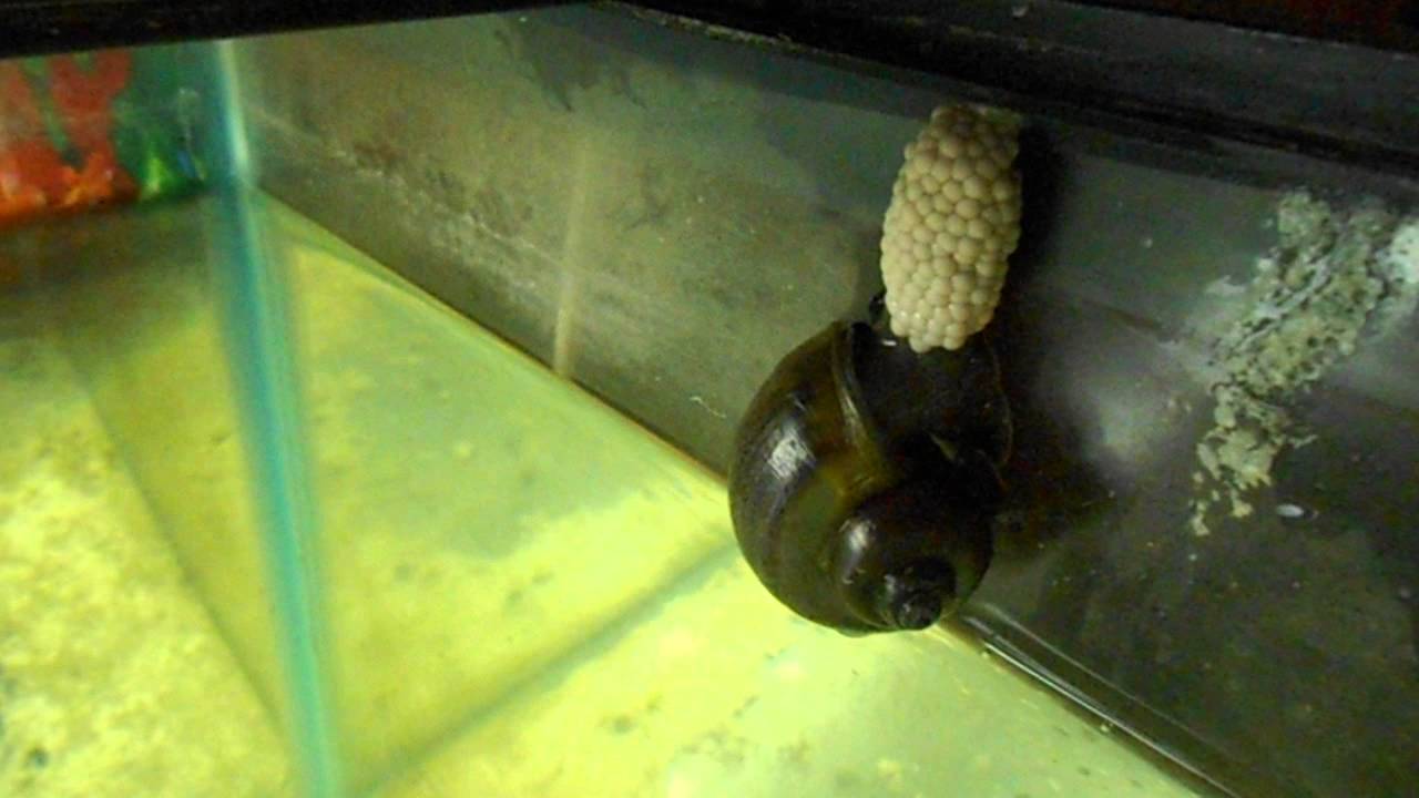 Mystery Snail Laying Eggs 001 YouTube