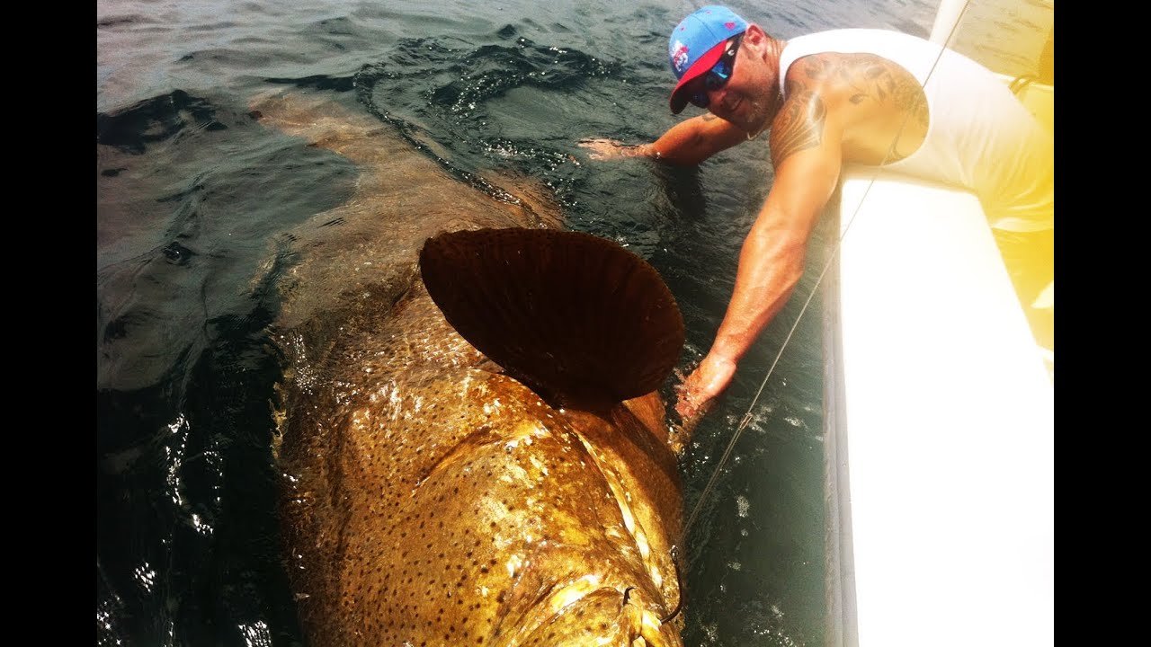 LARGEST GOLIATH GROUPER EVER ON YOUTUBE! CHEW ON THIS - YouTube