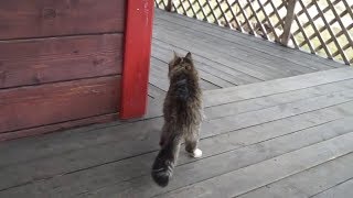 Cat Walk