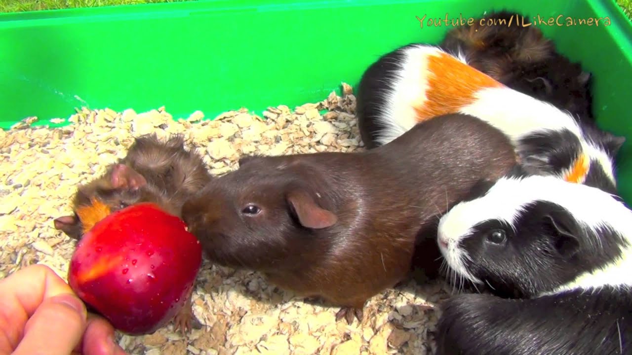 Guinea Pigs Eating Apple - Guinea Pigs Squeaking Noises - YouTube