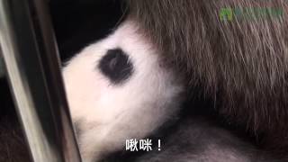 圓仔啾咪了！ Baby Giant Panda blinked her eye!