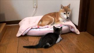 子猫に見つめられて戸惑う柴犬　Shiba watched by kitten