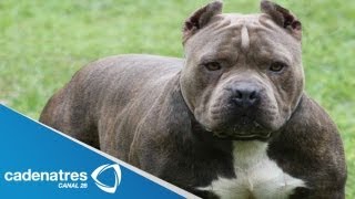 Muere niño por ataque de perros / Bebé asesinado por perro pitbull