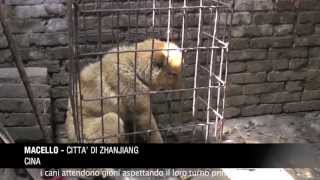 #Animali Il crudele commercio della carne di cane in Cina. Un'investigazione di animal equality