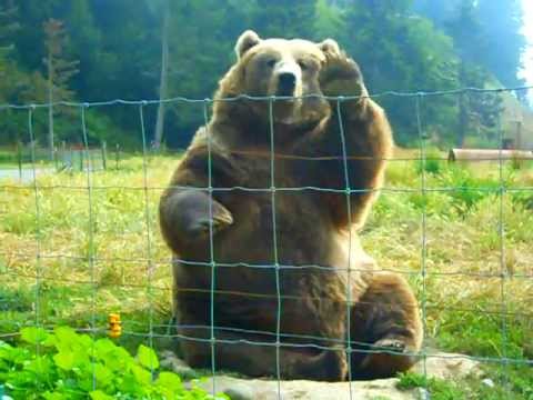 Kodiak Bear Waving - YouTube