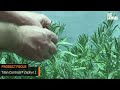 How to control fan speed and heating in your grow room