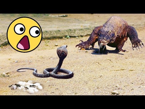 VIDEO SERPIENTE VENENOSAS video serpiente venenosas: