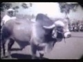 Gado Gir, Nelore e Guzerá durante quarentena em Fernando Noronha 1962