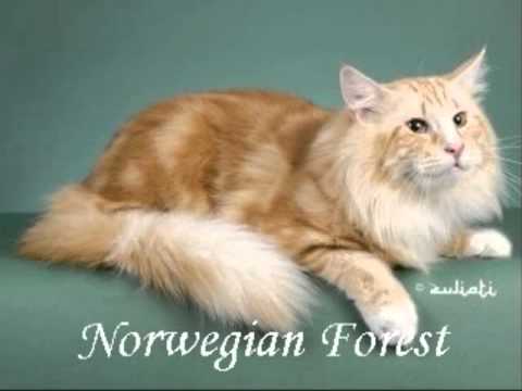 As raças mais lindas de gatos. Beautiful cat breeds.