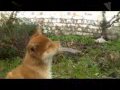 Iyokan Agathe Family's.flv