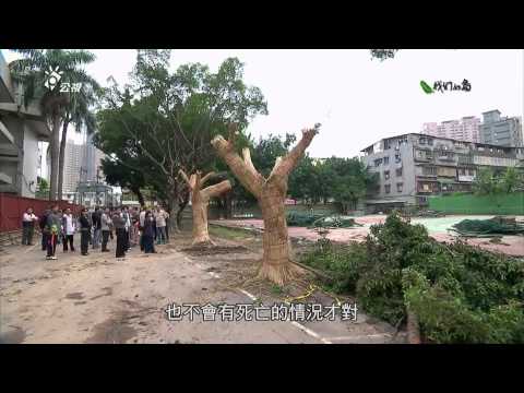 我們的島 第701集 樹困愁城 (2013-04-08) - YouTube pic