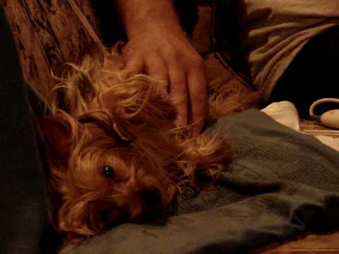 yorkie giving birth signs sweet yorkie getting belly rubbed yorkie giving birth signs sweet yorkie getting belly rubbed