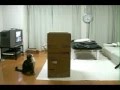 Un chat japonais explore une boite en carton