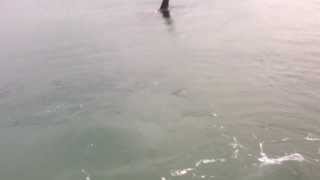 Orca pod hunting at Wellington NZ waterfront 17/11/13