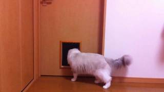 猫ドアでびゅー Cat Opens Door