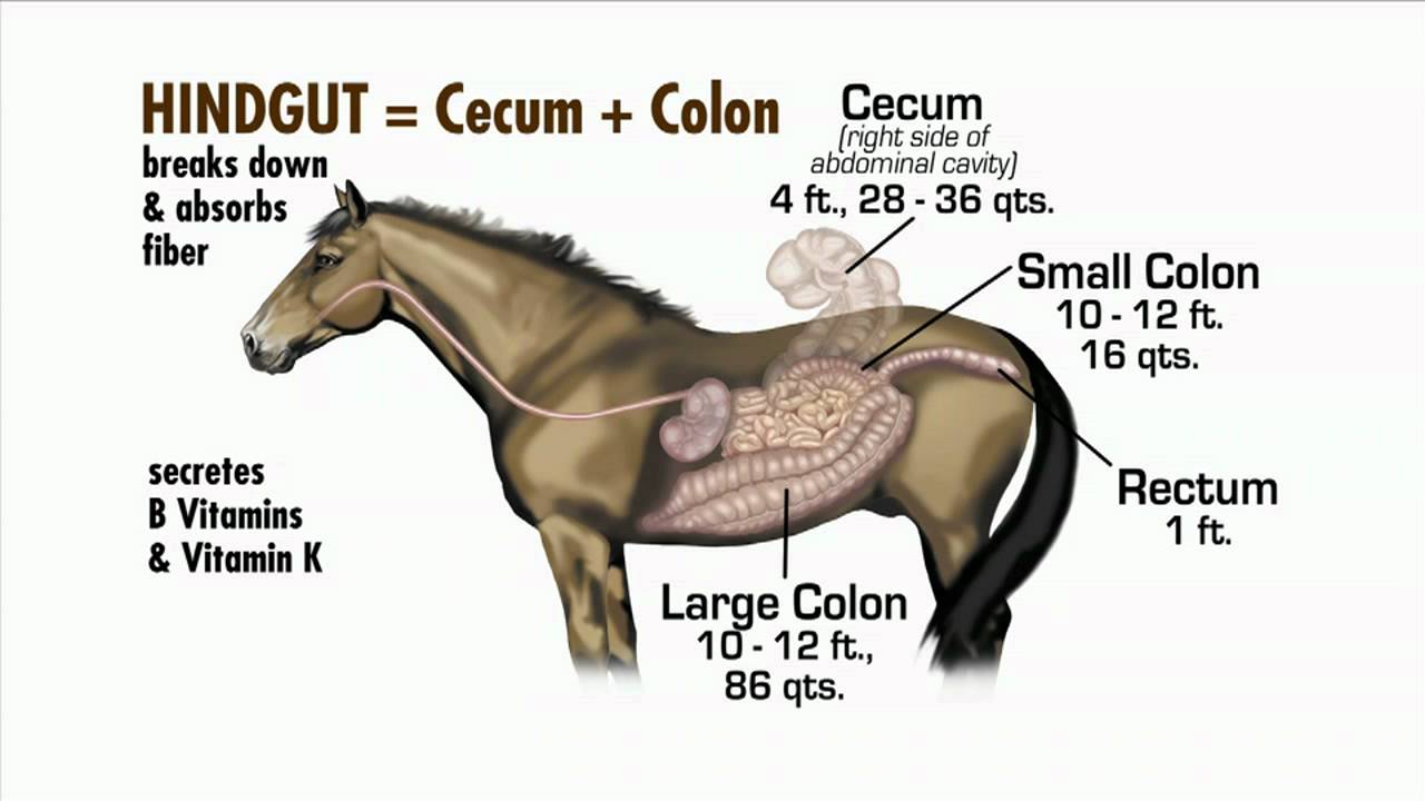 Nutrition Nuggets - The Equine Digestive System - YouTube