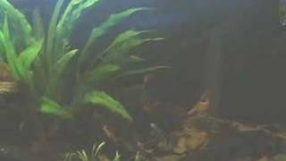 Amazon Aquarium