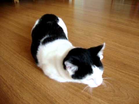 kucing puber - krolse poes - YouTube
