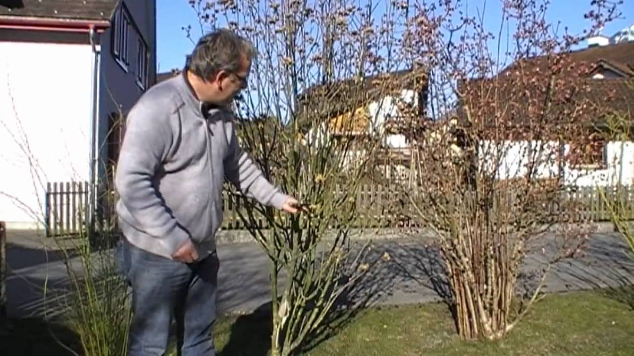 Wie schneide ich einen Gartenhibiskus YouTube