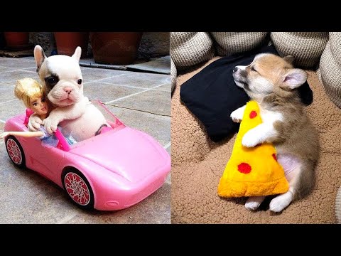 Baby Dogs - Cute and Funny Dog Videos Compilation #12 | Aww Animals