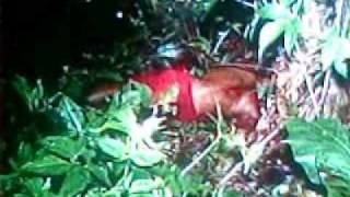 Fantasma da vitima aparece apos sua morte!