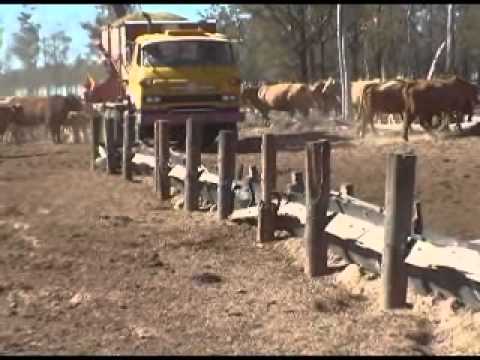 Carting Silage