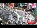 Reducing Halibut By-Catch in Trawl Fisheries.mov