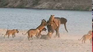 8歲小象遭母獅圍攻，智退強敵死生逃生