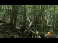 Floresta do Suicídio - Suicide Forest Aokigahara Japan Legendado