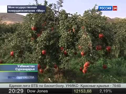 Выращивание лимона из косточки в домашних условиях фото Выращивание лимона из косточки в домашних условиях фото