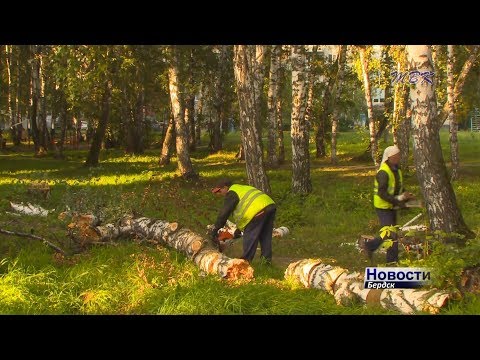 Аварийные деревья представляют серьезную опасность для горожан Аварийные деревья представляют серьезную опасность для горожан