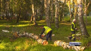 Аварийные деревья представляют серьезную опасность для горожан
