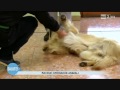 Pet therapy Ulss 20 su Rai2 Pet therapy Ulss 20 su Rai2