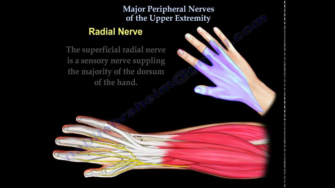 Nerve injury of the upper extremity - Everything You Need To Know - Dr