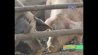 Заразно и убыточно. Африканская чума свиней подошла к границе Новосибирской области