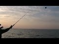 Musky hits chicken