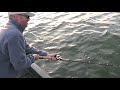 Musky hits chicken