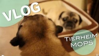 VLOG Neuer MOPS I Wie heißt ER? WO ist er?