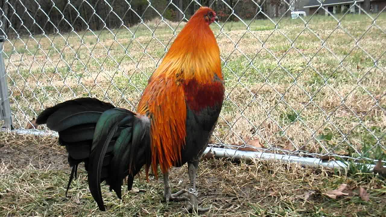 Eslin+Red+Quill+Gamefowl Richard Torres Pumpkin Hulsey/Mcrae X Eslin Red Quill ( Stag #3 ...