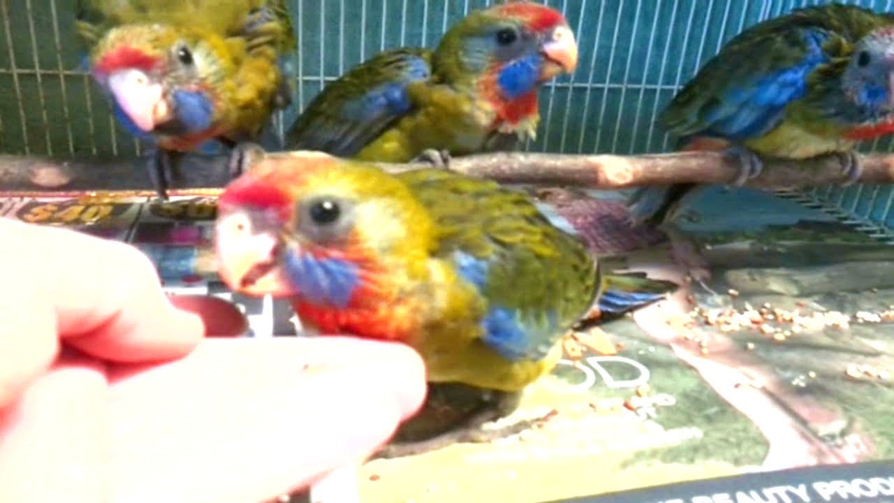 Baby Rosellas, Trying to get them to eat seed ♥ YouTube