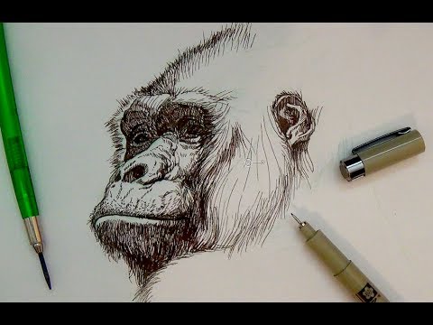 Pen & Ink Drawing Tutorials | Realistic gorilla portrait - YouTube
