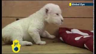 White lion cub born in Belgrade: Serbian zoo showcases extremely rare baby white lion