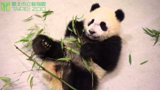 圓仔學習咬竹葉 Yuan Zai Learns how to chew bamboo leaves