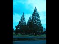George Winston 『Autumn』 Longing Love