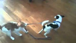 Cat drags dog