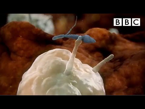 Sperm attacked by woman's immune system - Inside the Human Body